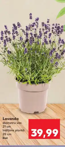 Kaufland Lavanda Ofertă