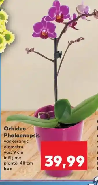 Kaufland Orhidee Phalaenopsis Ofertă