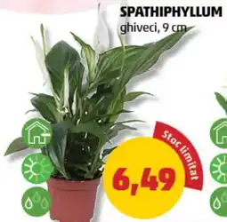 Penny Spathiphyllum Ofertă