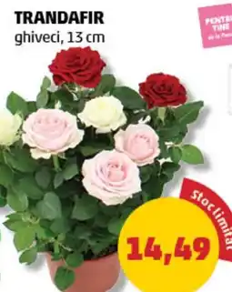 Penny Trandafir Ofertă
