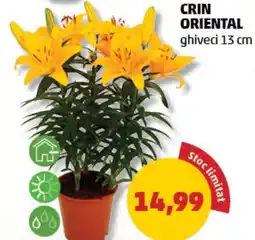 Penny Crin oriental Ofertă