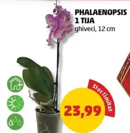 Penny Phalaenopsis 1 tija Ofertă