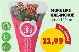 Penny More lips kalanchoe Ofertă