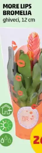 Penny More lips bromelia Ofertă
