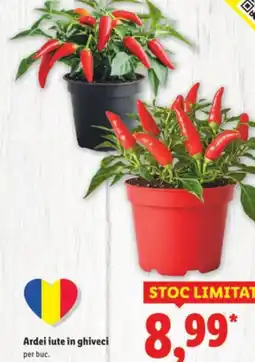 Lidl Ardei iute în ghiveci Ofertă