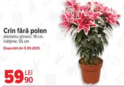Carrefour Crin fără polen Ofertă