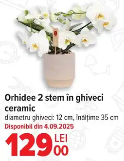 Carrefour Orhidee 2 stem în ghiveci ceramic Ofertă