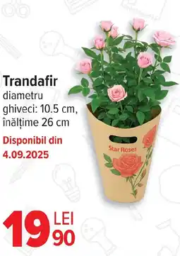 Carrefour Trandafir Ofertă