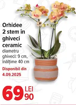 Carrefour Orhidee 2 stem în ghiveci ceramic Ofertă