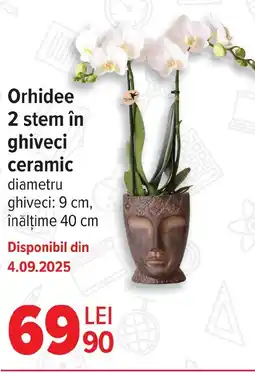 Carrefour Orhidee 2 stem în ghiveci ceramic Ofertă