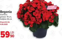 Carrefour Begonia Ofertă