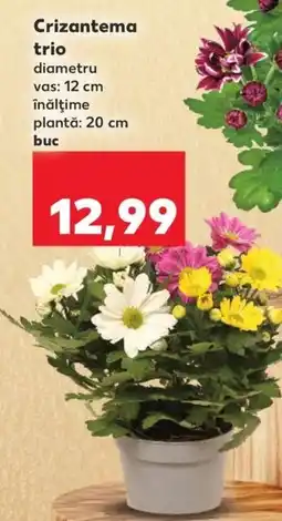 Kaufland Crizantema trio Ofertă