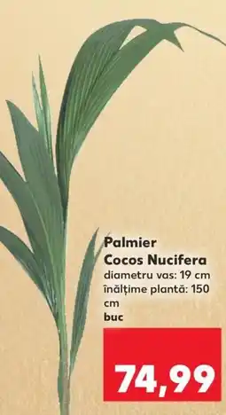 Kaufland Palmier Cocos Nucifera Ofertă