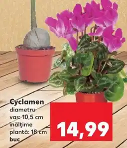 Kaufland Cyclamen Ofertă