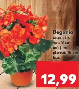 Kaufland Begonia Ofertă