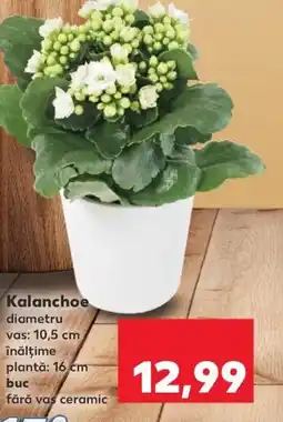 Kaufland Kalanchoe Ofertă
