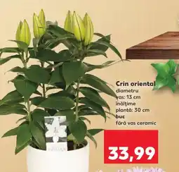 Kaufland Crin oriental Ofertă