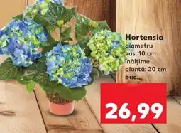 Kaufland Hortensia Ofertă