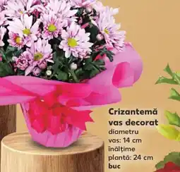 Kaufland Crizantemă vas decorat Ofertă