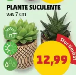 Penny Plante suculente Ofertă