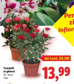 Lidl Trandafir în ghiveci Ofertă
