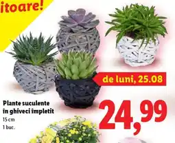 Lidl Plante suculente în ghiveci împletit Ofertă