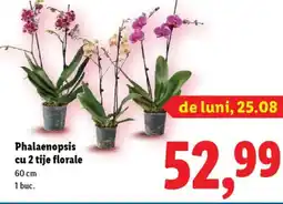 Lidl Phalaenopsis cu 2 tije florale Ofertă