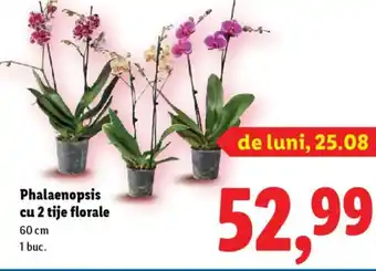 Lidl Phalaenopsis cu 2 tije florale Ofertă
