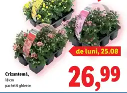Lidl Crizantemă Ofertă