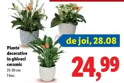 Lidl Plante decorative în ghiveci ceramic Ofertă