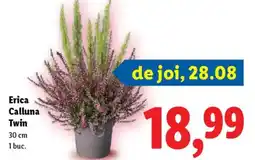 Lidl Erica Calluna Twin Ofertă