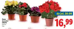 Lidl Plante decorative înflorite Ofertă