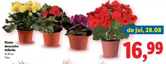 Lidl Plante decorative înflorite Ofertă
