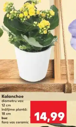 Kaufland Kalanchoe Ofertă