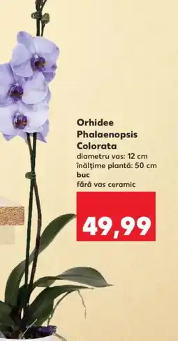 Kaufland Orhidee Phalaenopsis Colorata Ofertă