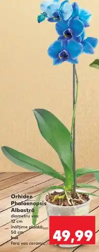 Kaufland Orhidee Phalaenopsis Albastră Ofertă