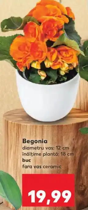 Kaufland Begonia Ofertă