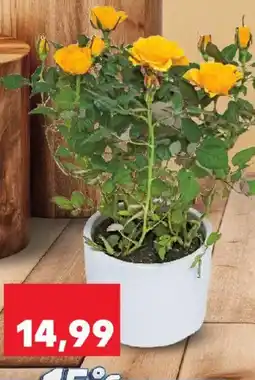 Kaufland Rosa trandafir Ofertă