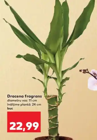 Kaufland Dracena fragrans Ofertă
