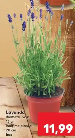 Kaufland Lavanda Ofertă