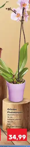 Kaufland Orhidee Phalaenopsis Ofertă