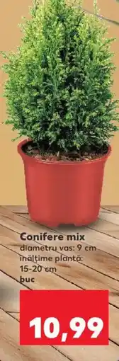 Kaufland Conifere mix Ofertă