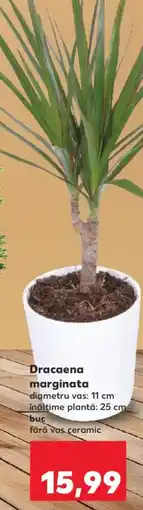 Kaufland Dracaena marginata Ofertă
