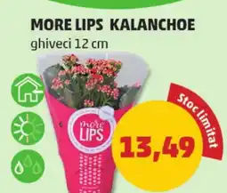 Penny More lips kalanchoe Ofertă