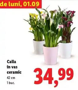 Lidl Calla în vas ceramic Ofertă