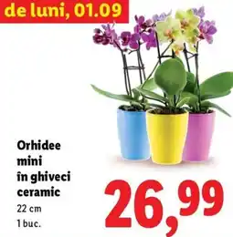 Lidl Orhidee mini în ghiveci ceramic Ofertă