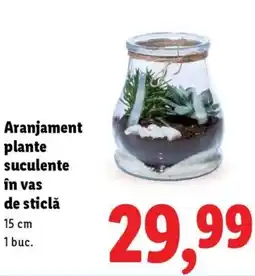 Lidl Aranjament plante suculente în vas de sticlă Ofertă