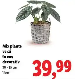 Lidl Mix plante verzi în coș decorativ Ofertă