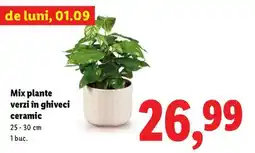 Lidl Mix plante verzi în ghiveci ceramic Ofertă