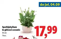 Lidl Spathiphyllum în ghiveci ceramic Ofertă
